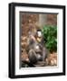 Mandrill Mother and Baby, Australia-David Wall-Framed Photographic Print