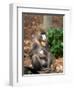 Mandrill Mother and Baby, Australia-David Wall-Framed Photographic Print