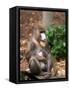 Mandrill Mother and Baby, Australia-David Wall-Framed Stretched Canvas