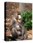 Mandrill Mother and Baby, Australia-David Wall-Stretched Canvas