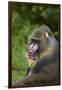 Mandrill-DLILLC-Framed Premium Photographic Print