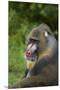 Mandrill-DLILLC-Mounted Premium Photographic Print