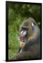 Mandrill-DLILLC-Framed Photographic Print