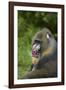 Mandrill-DLILLC-Framed Photographic Print