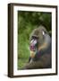 Mandrill-DLILLC-Framed Photographic Print