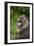 Mandrill-DLILLC-Framed Photographic Print