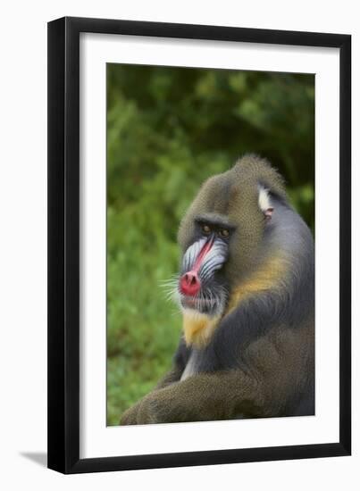 Mandrill-DLILLC-Framed Photographic Print