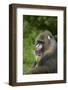 Mandrill-DLILLC-Framed Photographic Print