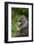 Mandrill-DLILLC-Framed Photographic Print