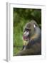 Mandrill-DLILLC-Framed Photographic Print