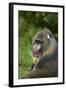 Mandrill-DLILLC-Framed Photographic Print