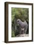 Mandrill-DLILLC-Framed Photographic Print