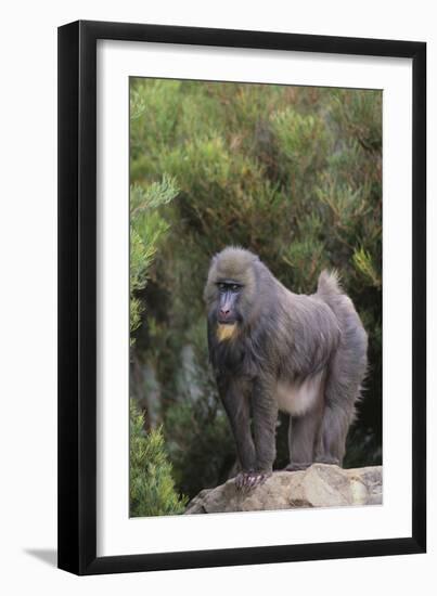 Mandrill-DLILLC-Framed Photographic Print