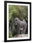 Mandrill-DLILLC-Framed Photographic Print