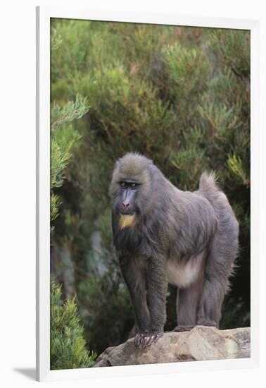 Mandrill-DLILLC-Framed Photographic Print