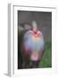 Mandrill-DLILLC-Framed Photographic Print