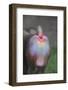 Mandrill-DLILLC-Framed Photographic Print