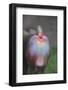 Mandrill-DLILLC-Framed Photographic Print