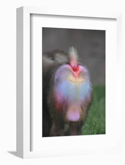 Mandrill-DLILLC-Framed Photographic Print