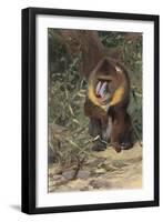 Mandrill-null-Framed Art Print