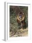 Mandrill-null-Framed Art Print