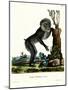 Mandrill-null-Mounted Giclee Print