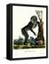 Mandrill-null-Framed Stretched Canvas