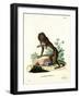 Mandrill-null-Framed Giclee Print