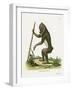 Mandrill-null-Framed Giclee Print