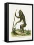 Mandrill-null-Framed Stretched Canvas