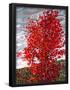 Essential Black