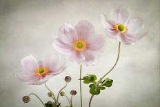 Anemones-Mandy Disher-Photographic Print