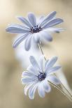 In the window-Mandy Disher-Framed Art Print