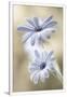 Gramercy White