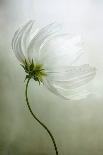 Anemones-Mandy Disher-Photographic Print