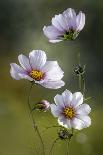 Cosmos-Mandy Disher-Photographic Print