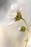 Cosmos-Mandy Disher-Stretched Canvas