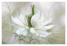 Stitchwort surprise-Mandy Disher-Photographic Print