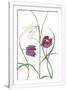 Gramercy White
