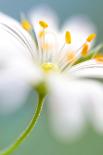 In the window-Mandy Disher-Framed Art Print