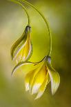 Heavenly Cosmos-Mandy Disher-Photographic Print