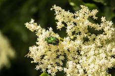 green beetle on white elder flower-Mandy Stegen-Photographic Print