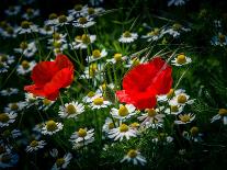 Poppy field in front of the Brocken (peak)-Mandy Stegen-Photographic Print