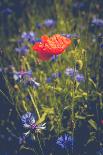 Poppy field in front of the Brocken (peak)-Mandy Stegen-Photographic Print