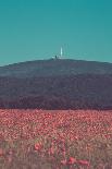 Poppy field in front of the Brocken (peak)-Mandy Stegen-Photographic Print