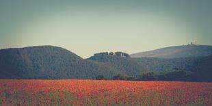 Poppy between cornflowers-Mandy Stegen-Photographic Print