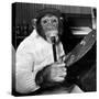Mandy the Chimpanzee-null-Stretched Canvas