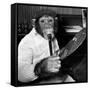 Mandy the Chimpanzee-null-Framed Stretched Canvas