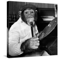 Mandy the Chimpanzee-null-Stretched Canvas