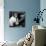 Mandy the Chimpanzee-null-Mounted Photographic Print displayed on a wall